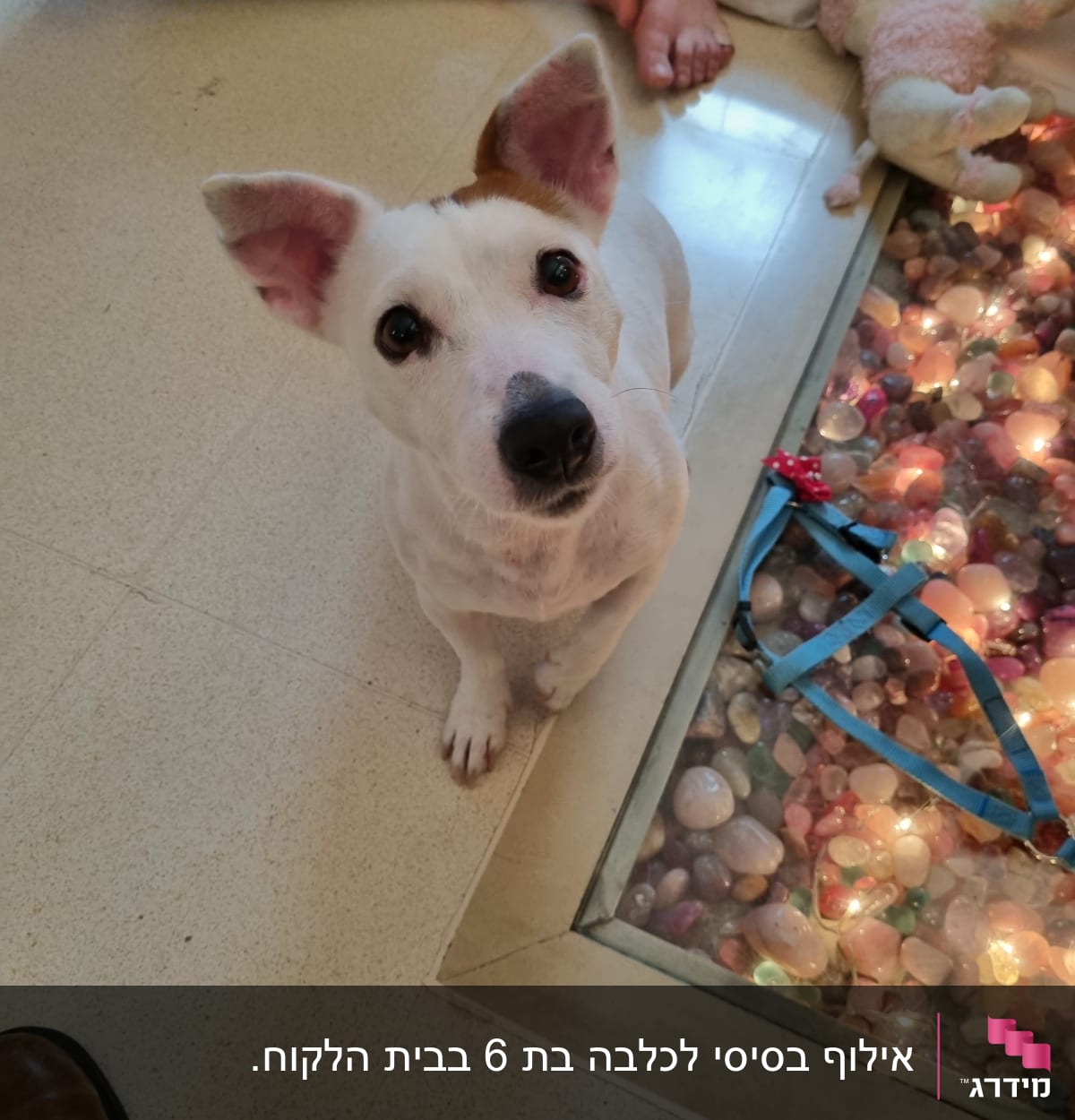 כלב יושב ליד רצועה כחולה על הרצפה